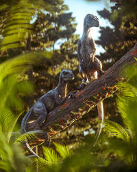 Raptors On The Perch