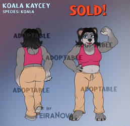 Adopt - Koala Kaycey (SOLD)
