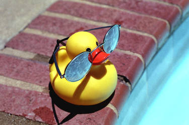 Mr. Ducky goes to the Pool