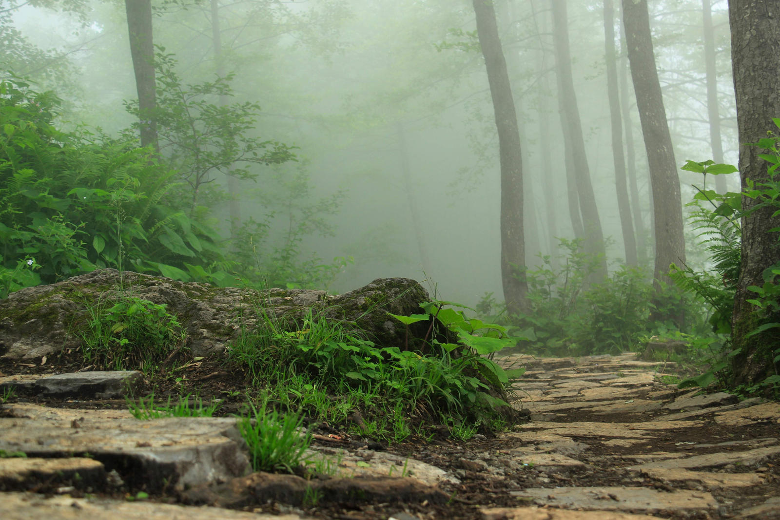 Misty Call.. by R0Z-Z on DeviantArt