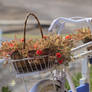 Florist's bike