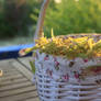 Linden harvest