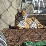 Amur Tiger