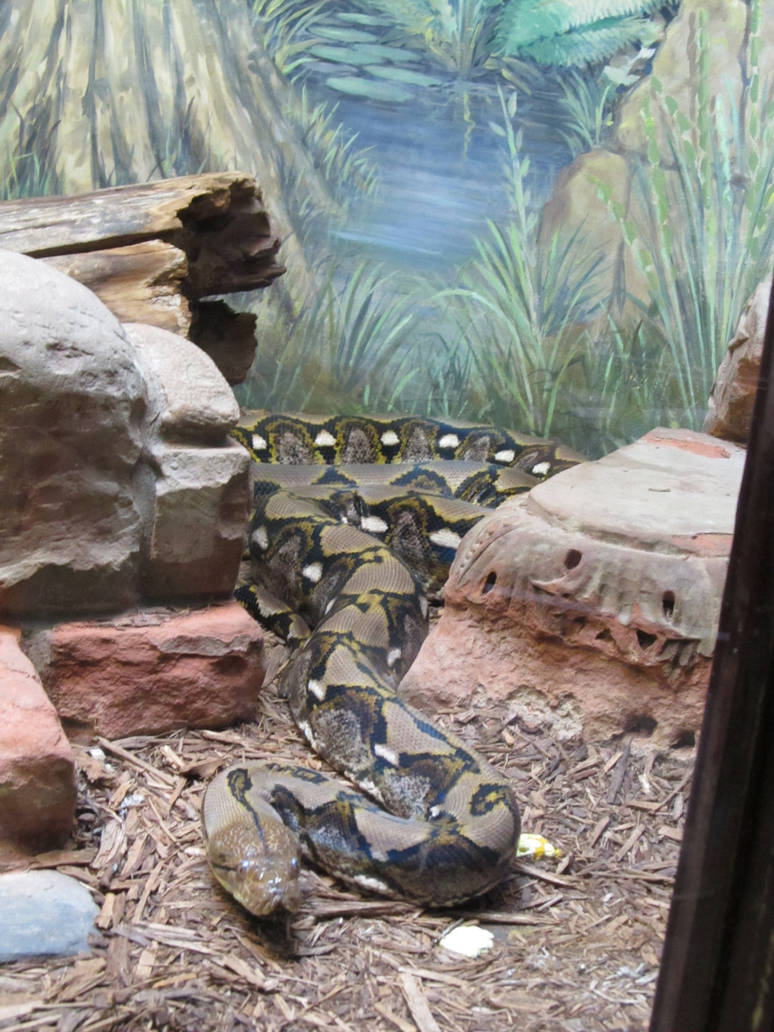 Reticulated Python 4 by Daikaiju-fanboy on DeviantArt