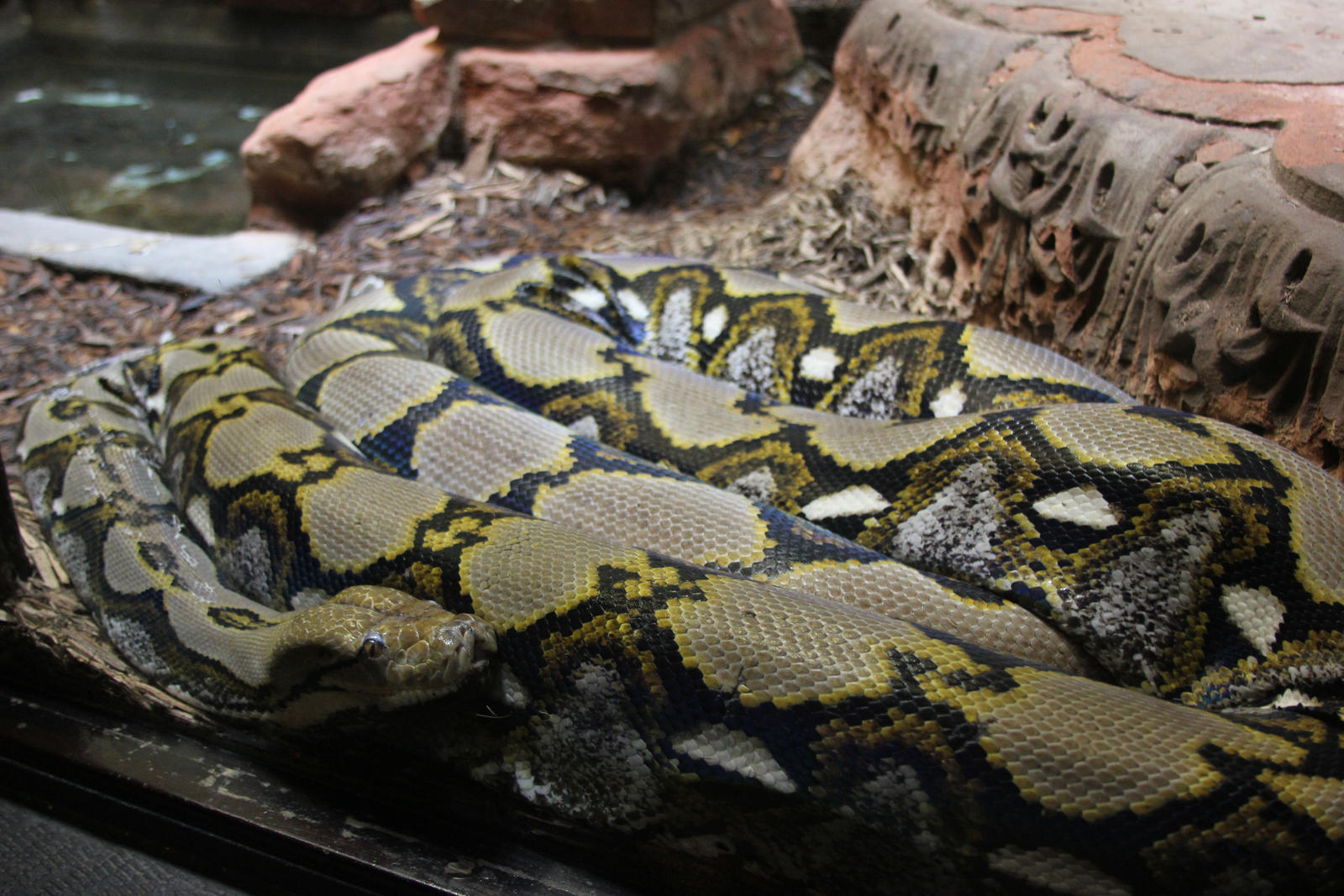 The Python in full view by Daikaiju-fanboy on DeviantArt