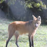 Maned Wolf 4