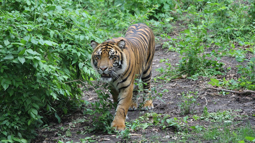 Bugara on the prowl by Daikaiju-fanboy on DeviantArt