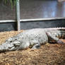 Siamese Crocodile 9