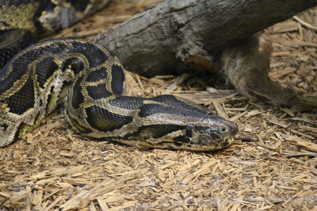 Burmese Python close up by Daikaiju-fanboy on DeviantArt