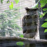 Great Horned Owl