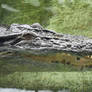 Baru's toothy close up