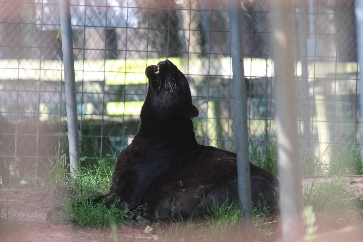 Black Leopard Chui making faces