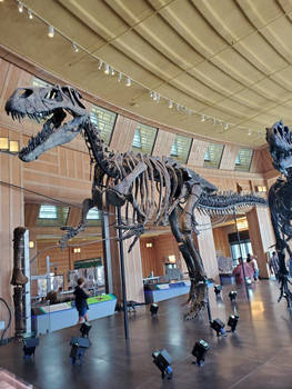 Elvis the Jurassic King