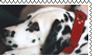 dalmatian stamp