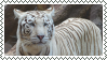 white tiger stamp