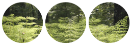 forest divider by bulletblend on DeviantArt