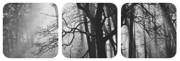 forest divider by bulletblend on DeviantArt