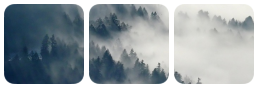 forest divider by bulletblend on DeviantArt