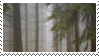 fog through trees