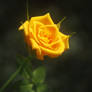 Yellow rose in bloom