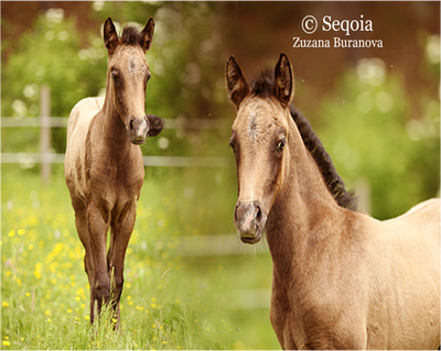 Foal In The Meadow Blending