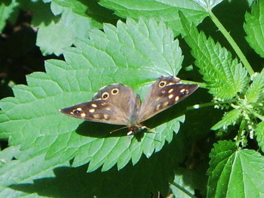 brown Butterfly