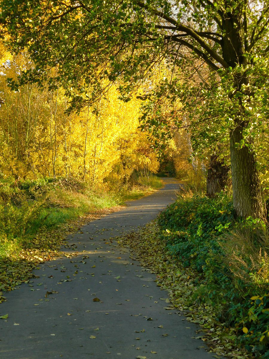 golden autumn afternoon