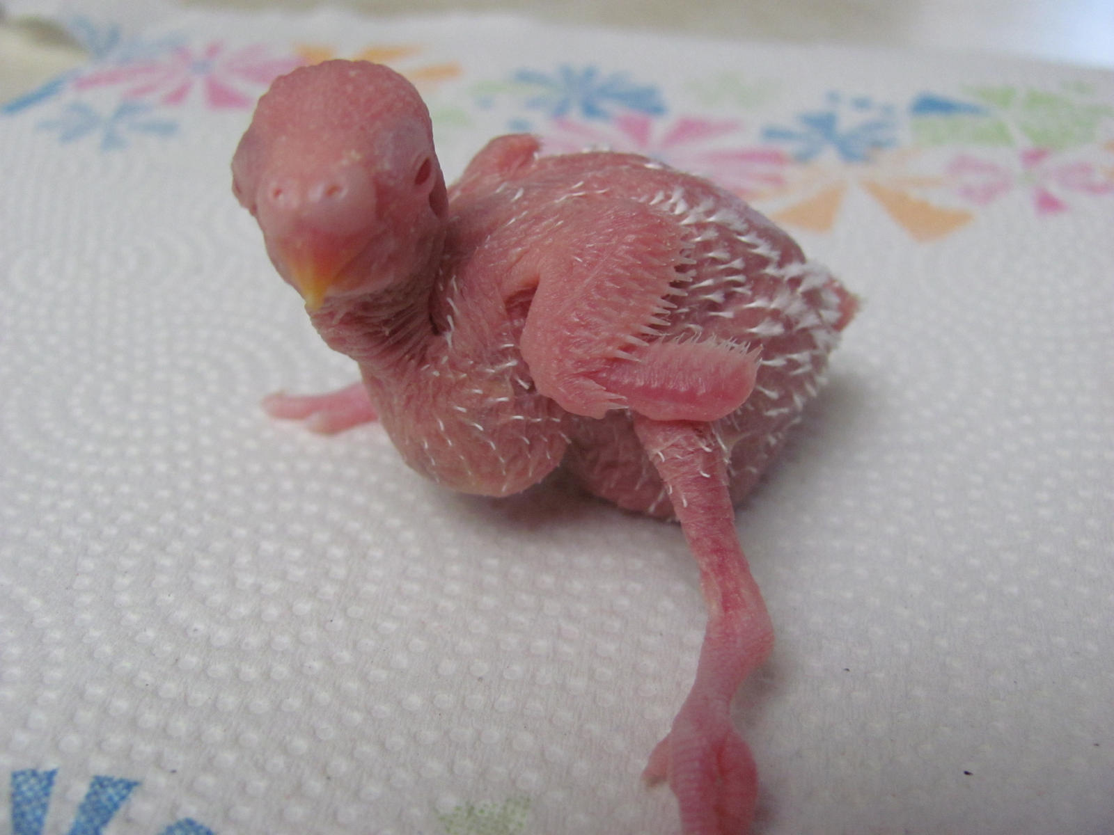 Daily Budgie baby bird