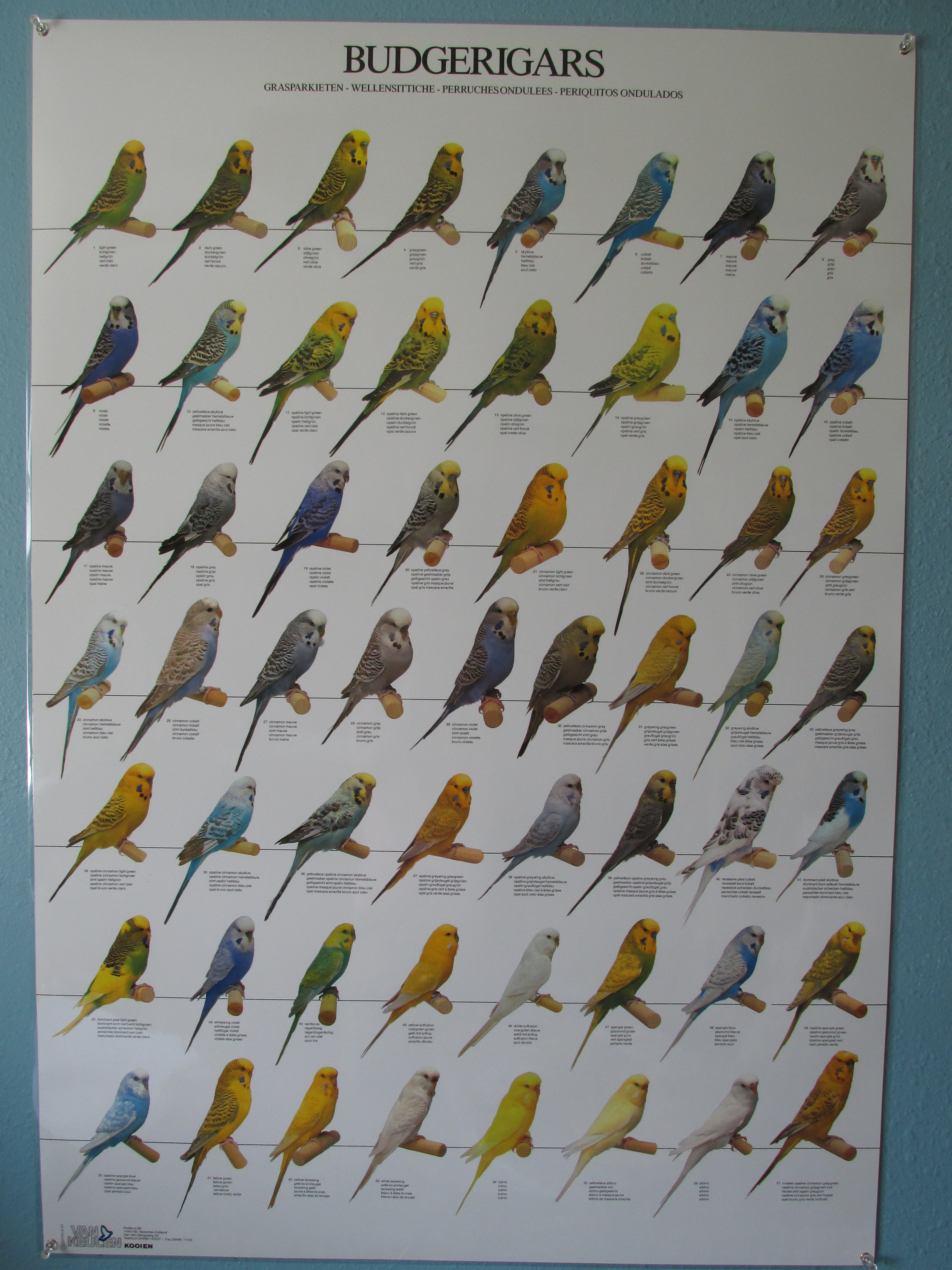 Budgie color mutations poster by Sorath Rising on DeviantArt
