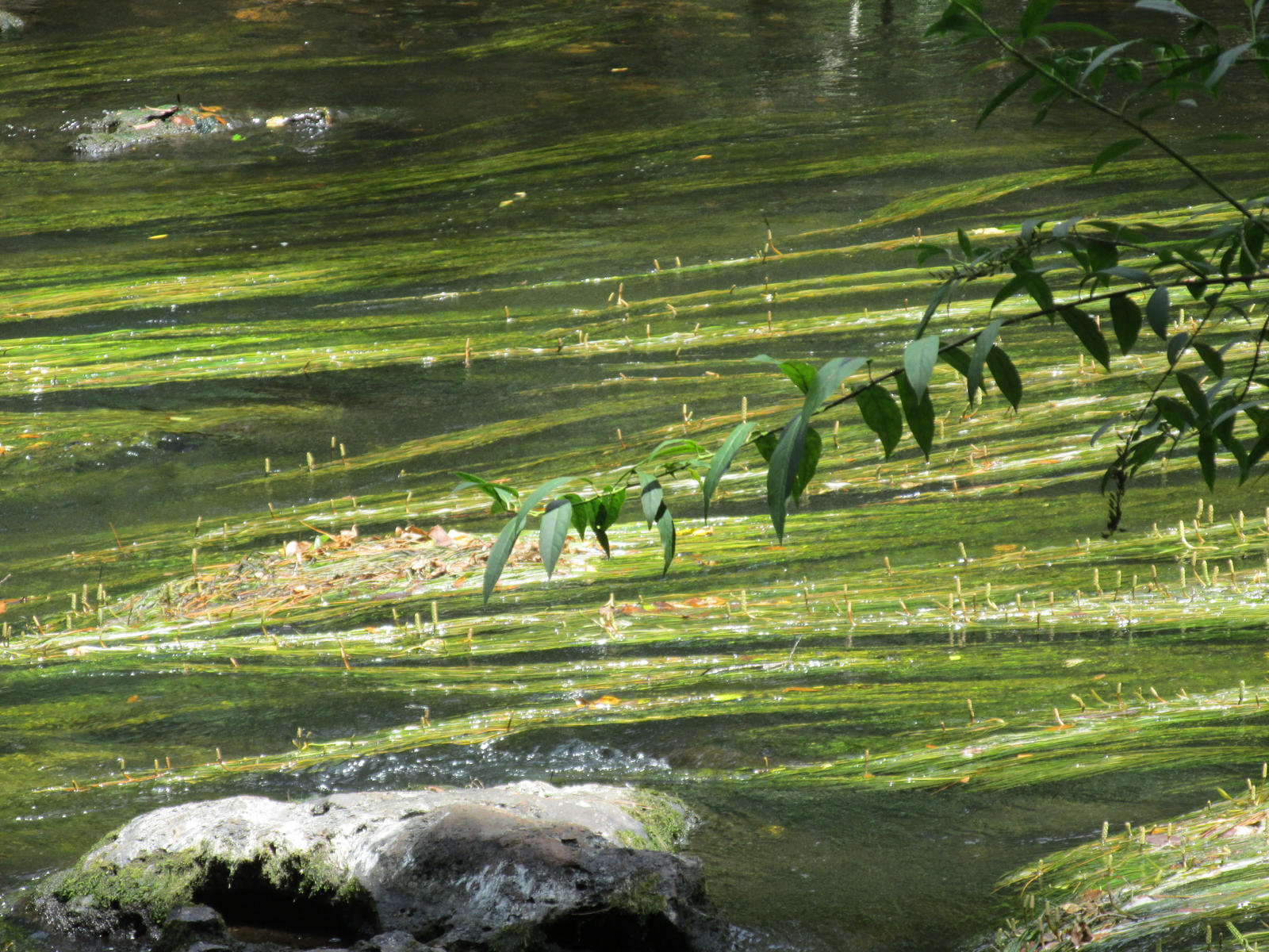 Floating water plants