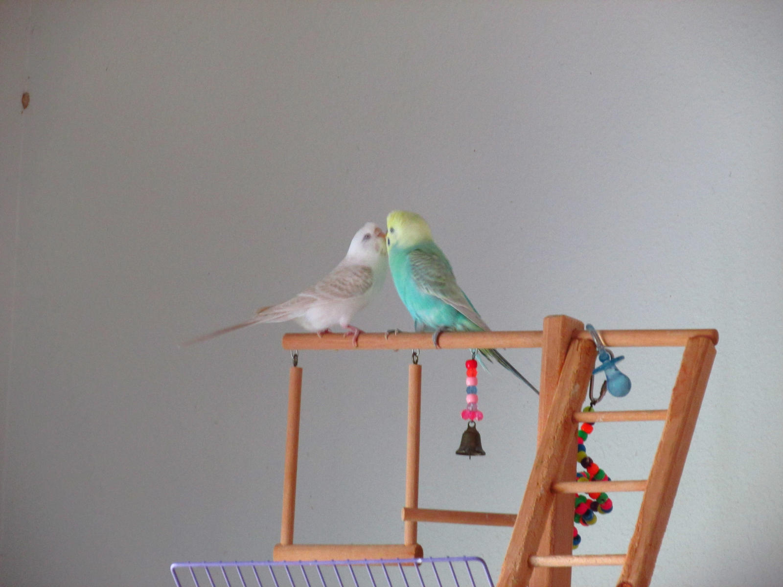 Budgie Kiss