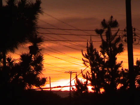 golden sunset obscured bytrees