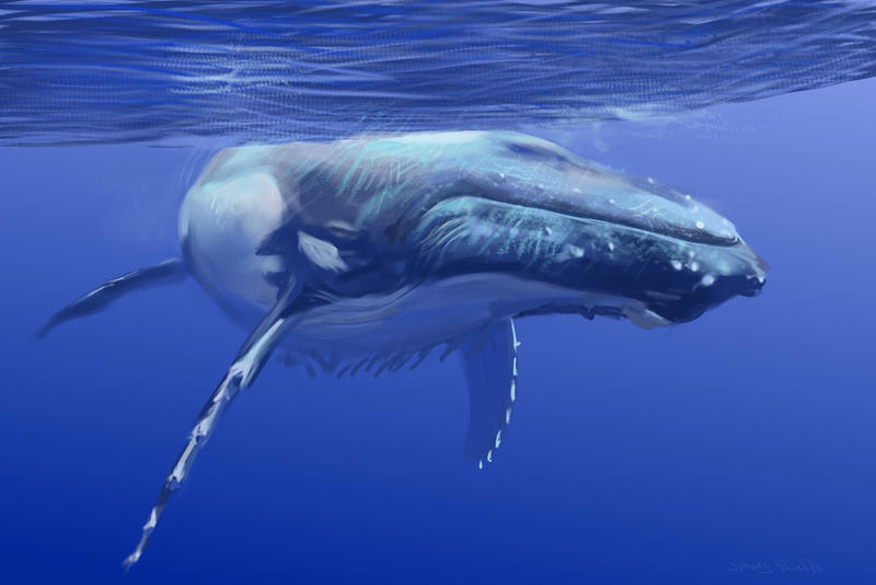 Whale - 40 min speedpainting by speedy-painter on DeviantArt