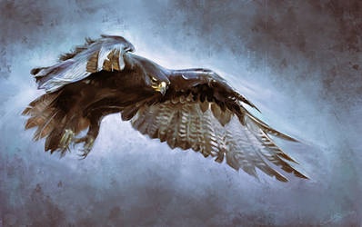 eagle - digital drawing by speedy-painter