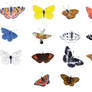 Butterflies naturalist plate