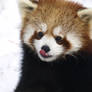 Red Panda Time2