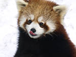 Red Panda Time2 by KodaSilverwing