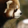 Red Panda Time 5