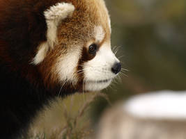 Red Panda Time 5