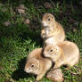 Black-Tailed Prairie Dog 4