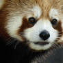 Red Panda 1