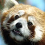 Red Panda Explorations