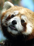 Red Panda Explorations by KodaSilverwing