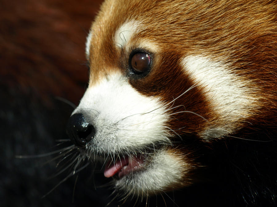 Red Panda, In their Exhibit 3