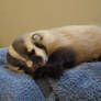 Baby Badger