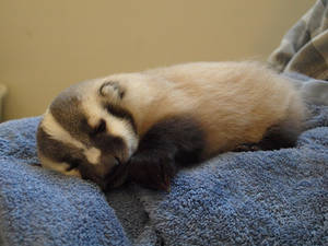 Baby Badger