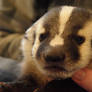 Baby Badger 3