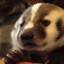 Baby Badger 5