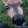 Fawn