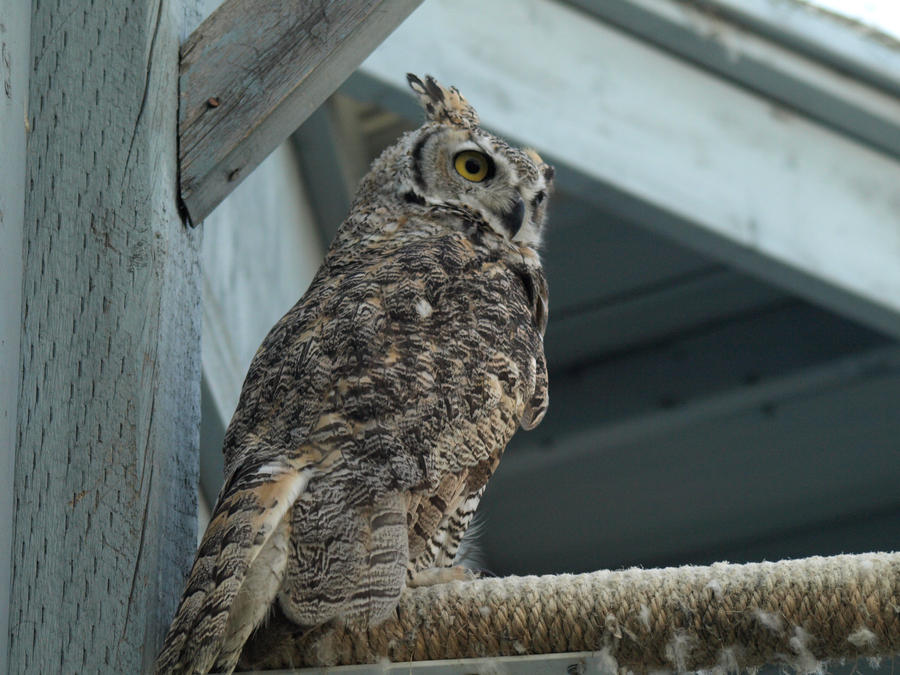 Great Horned Owl